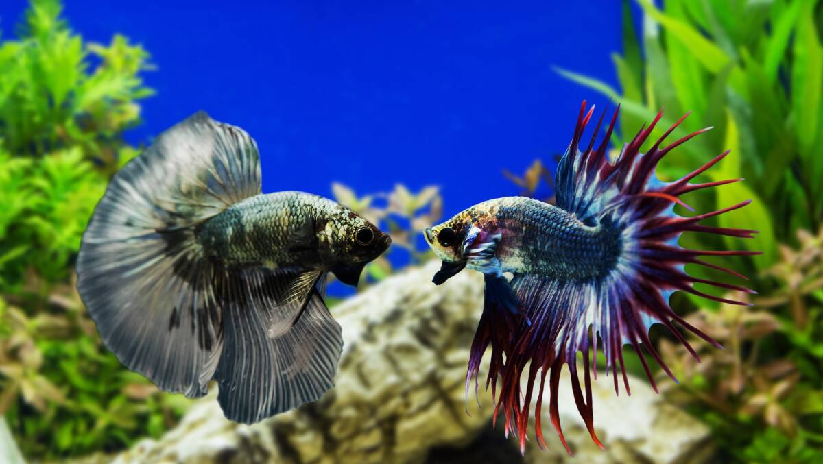 How to care for Siamese fighting fish, St George & Sutherland Shire Leader