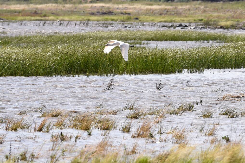 A bird swoops in on Lake Learmonth earlier this week. Picture: Adam Trafford