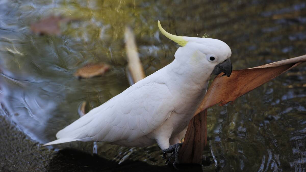 Killed: A sulphur crested cockatoo. As a protected species, the penalty for shooting and killing a cockatoo can be up to $22,000 fine and/or five-years imprisonment.Picture: Graham Tidy.