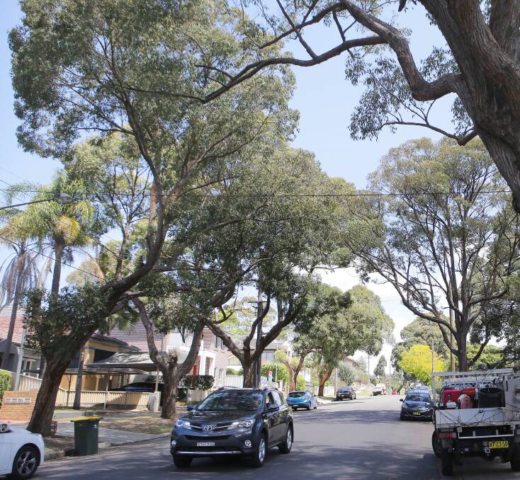 Turning a new leaf: Georges River Council and Ausgrid will remove 30 Tallowood trees that are under power lines. Picture: John Veage