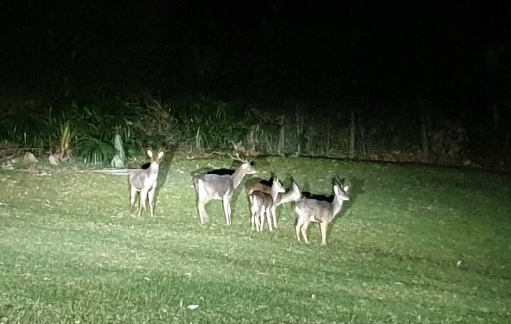 These feral deer were spotted at an Illawarra property recently. Picture: Simon Cohen