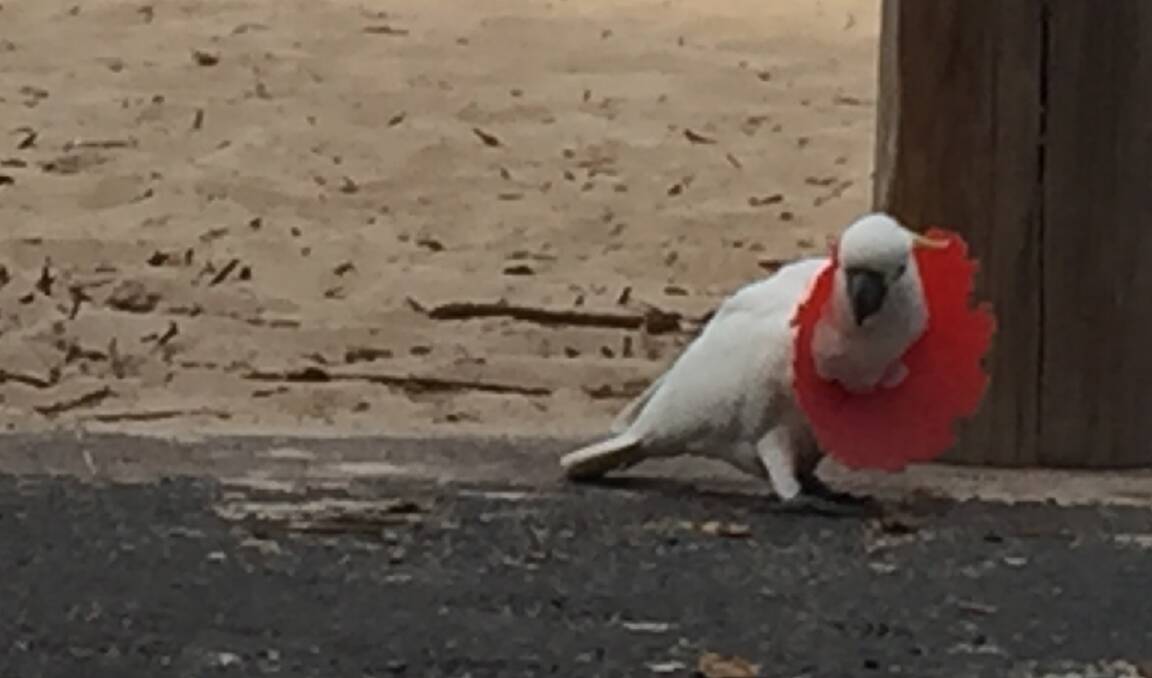 ALL WRONG: Does anyone need any more reasons to not litter at the beach? This cockatoo, spotted with a rude plastic collar at Austinmer, should make it clear. Pictures: BEN LANGFORD.