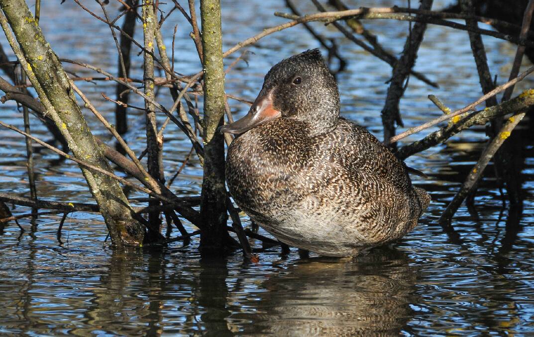 The rare freckled duck has returned to Lake Learmonth.