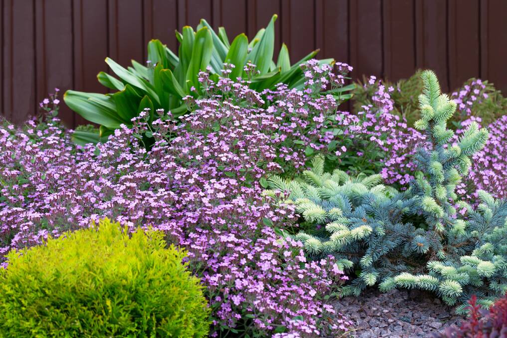 Groundcovers are an excellent way of covering up those bare areas. Picture: Shutterstock.