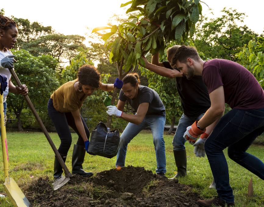 For a tree transplant to be successful, you must include as much of the plant's root system as is reasonably possible. Picture: Shutterstock.
