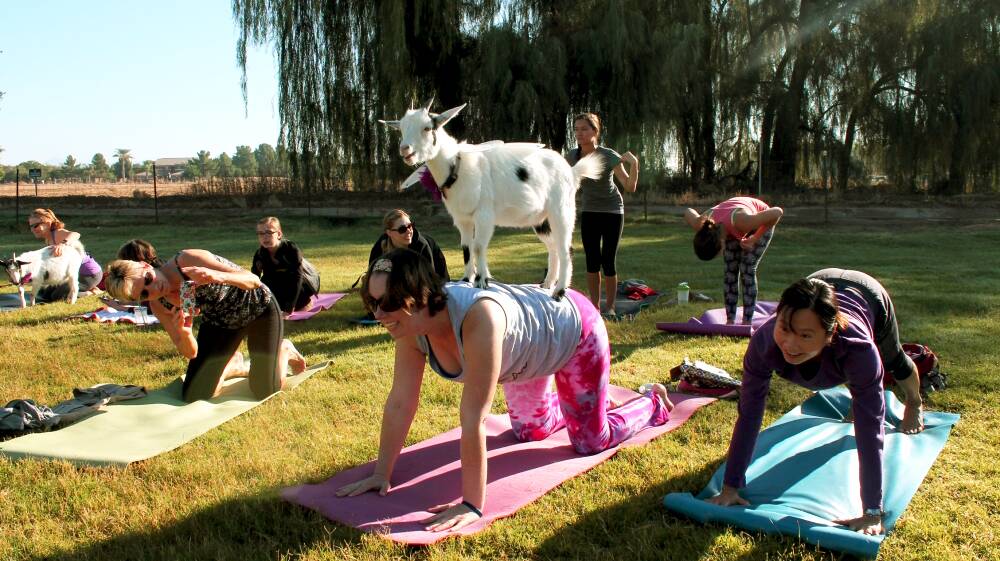 Goat yoga at Mayfield in Oberon.