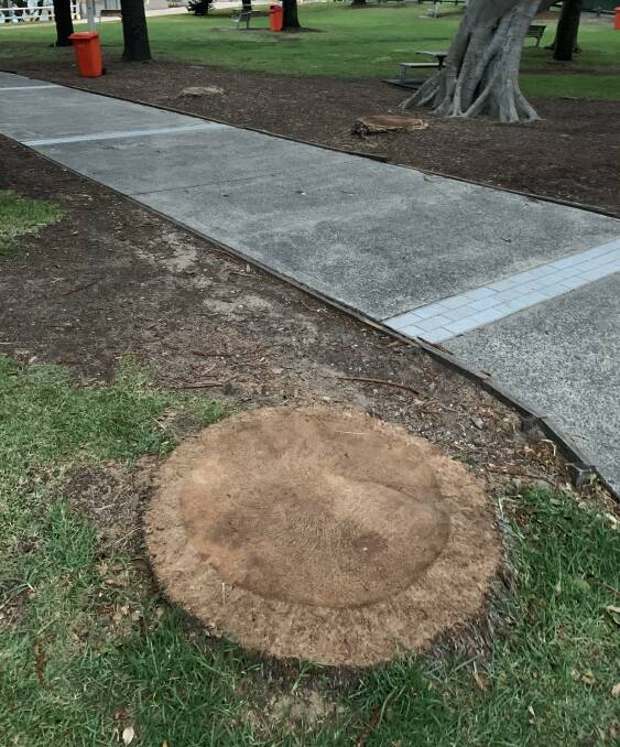 The stump of a recently removed palm in Cronulla Park. picture: supplied
