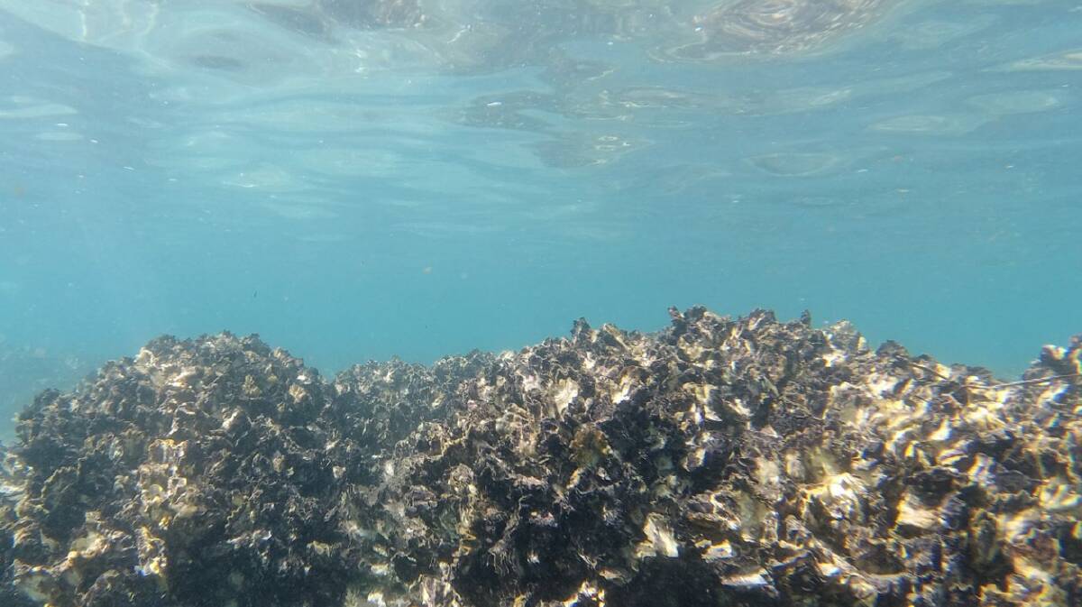 Man-made oyster reef. Picture The Nature Conservancy Australia 