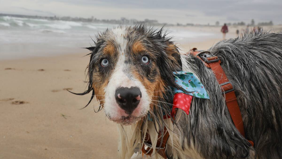 Australian Shepherds of the Sutherland Shire members and their dogs at a Christmas party at Greenhills Beach and Don Lucas Reserve. Picture by John Veage