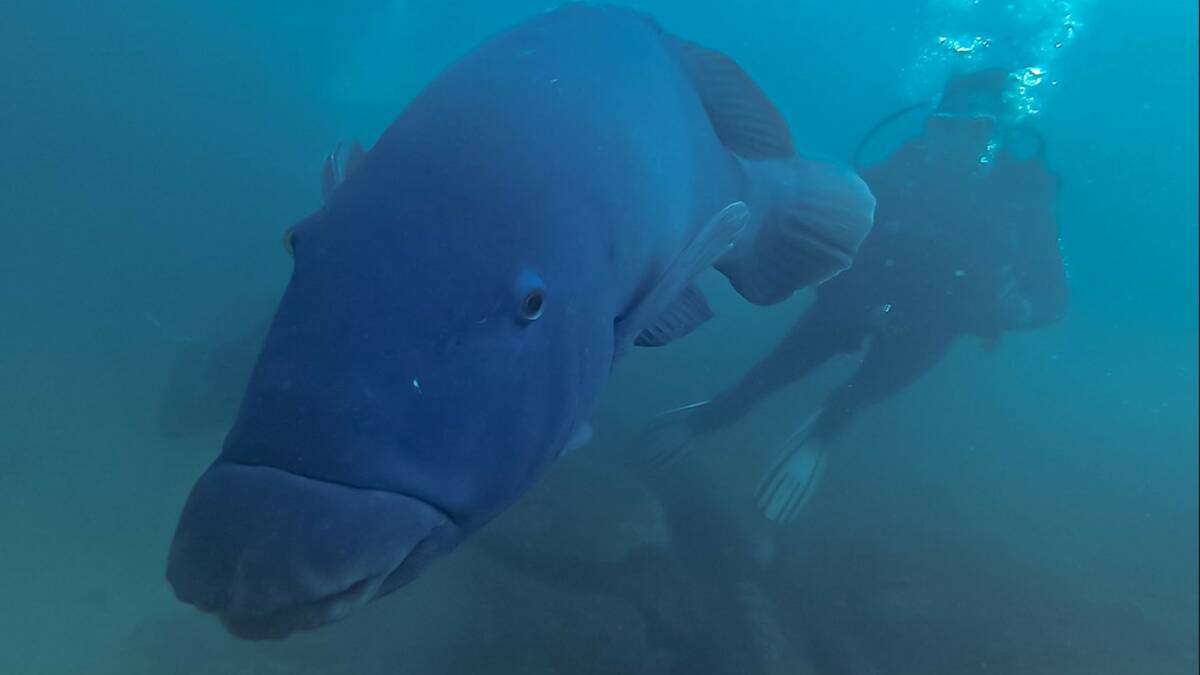 'Labrador of the sea' - Tenille Piek swims with Gus the Blue Groper at Oak Park on March 18,2023. Picture supplied