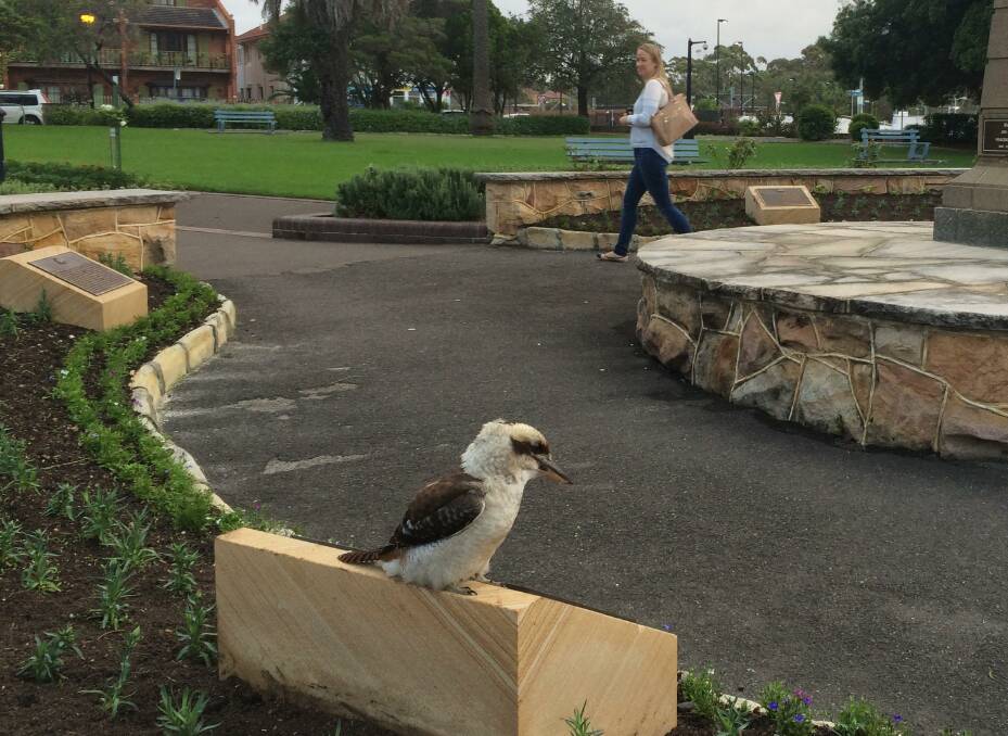 In their element: The kookaburras danced around the commemorative plaques and foraged in the newly planted gardens during a welcome break in the rain.