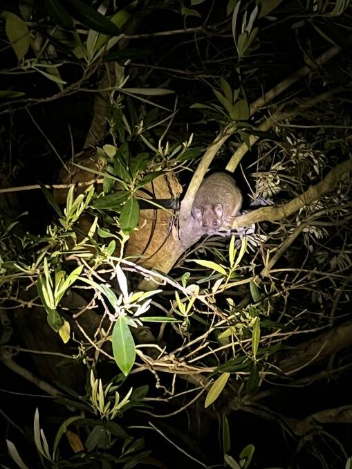 Righ tail possum uses the new nest we made. Picture supplied