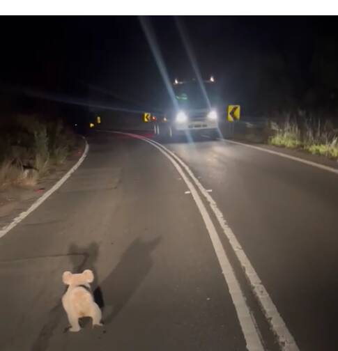 The koala walks down the middle of Heathcote Road. Picture from Joe Grima's dashcam