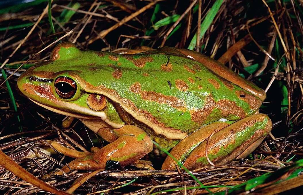 Breeding ground: Conditions have been imposed to protect and enhance the frog colony.