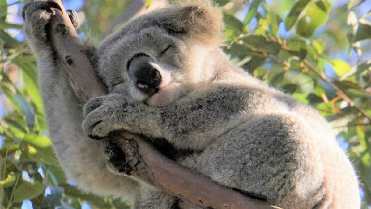 This koala was sighted in 2021 across the road from the proposed subdivision site in Woronora Heights. Picture supplied