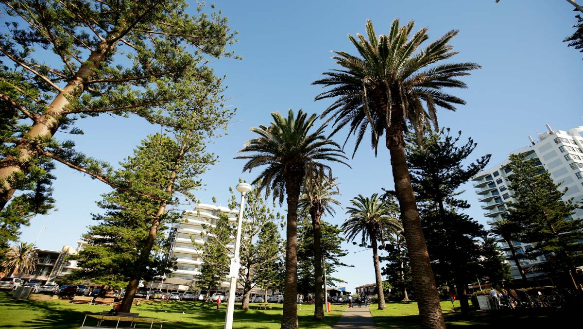 Some of the palms in Cronulla Park date back to the 1920s. Picture: Chris Lane