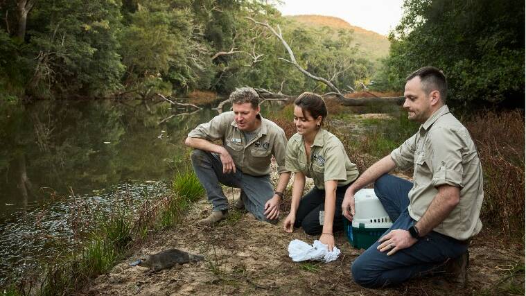 WWF-Australia's Rob Brewster and other representatives release a platypus in Royal National Park. Picture R Freeman, UNSW 