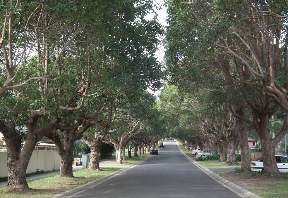 Residents say trees in Boronia Grove are also at risk. Picture: supplied