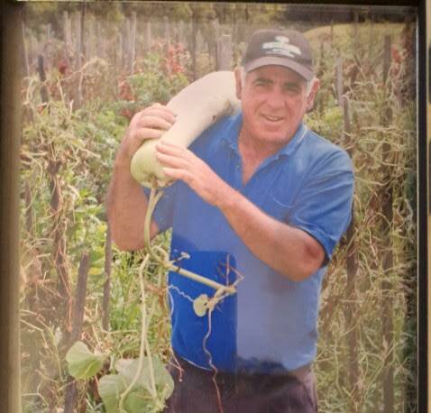 Gino Trimarchi with an oversized zucchini on his Menai farm. Picture supplied