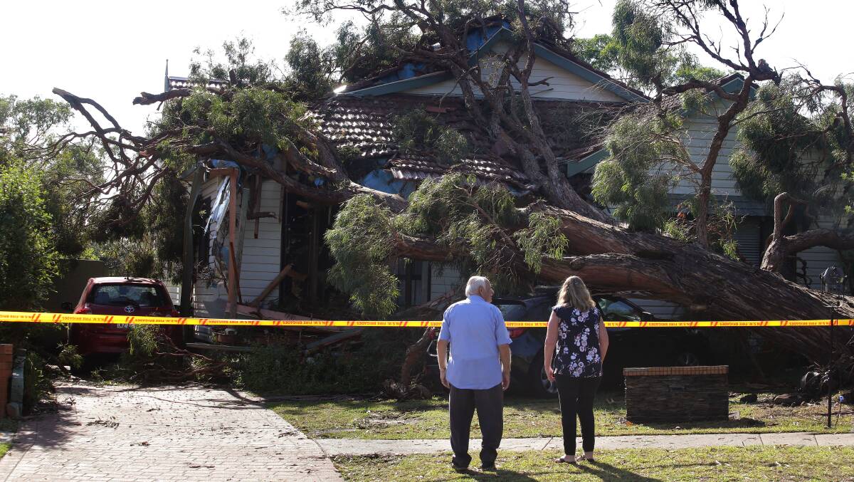 A fallen tree at Caringbah South during the January 2020 storm. Picture: John Veage