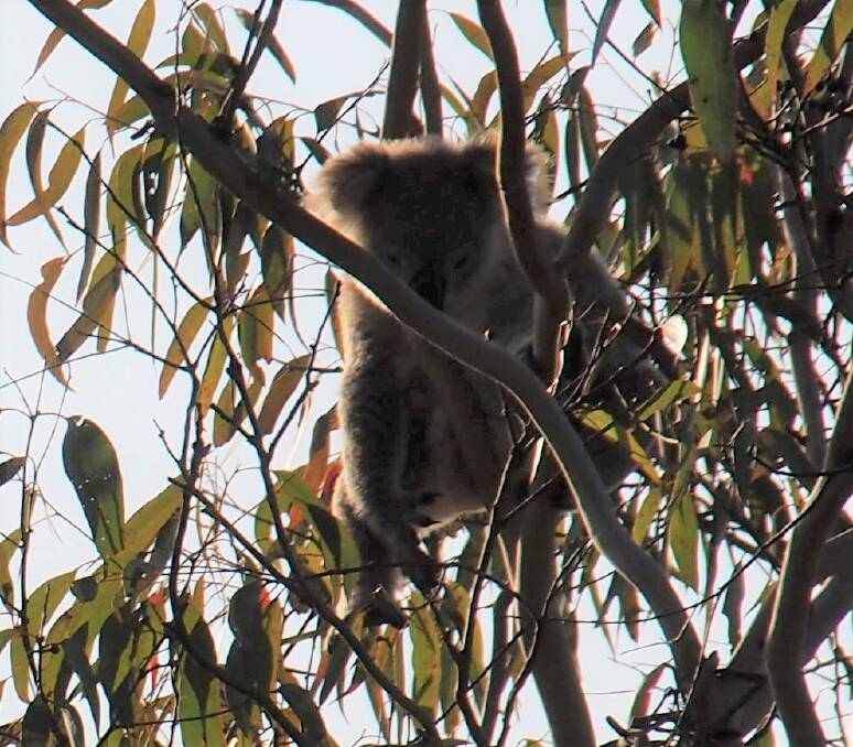 Koala in bushland at Engadine West on the weekend. Picture by Michelle Doyle