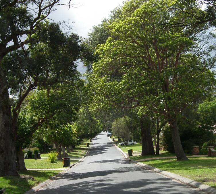 Trees in Dillwynnia Grove, Heathcote East that face the axe. Picture: supplied