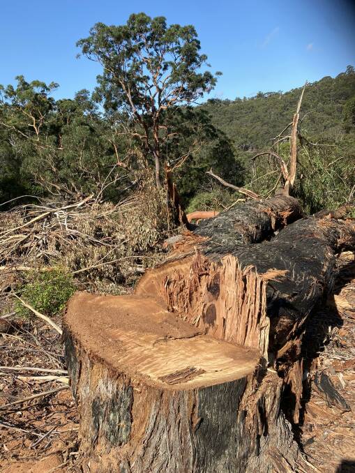 Investigation: One of the trees which has been cut down at Barden Ridge. Picture: supplied