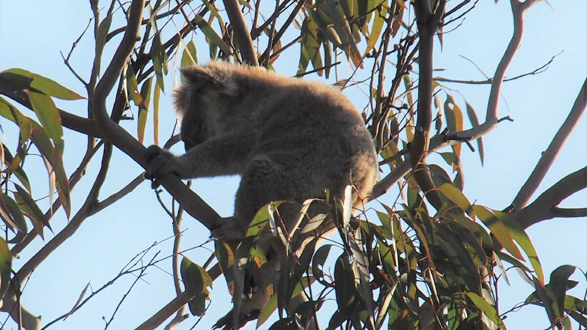 Koala in bushland at Engadine West on the weekend. Picture by Michelle Doyle
