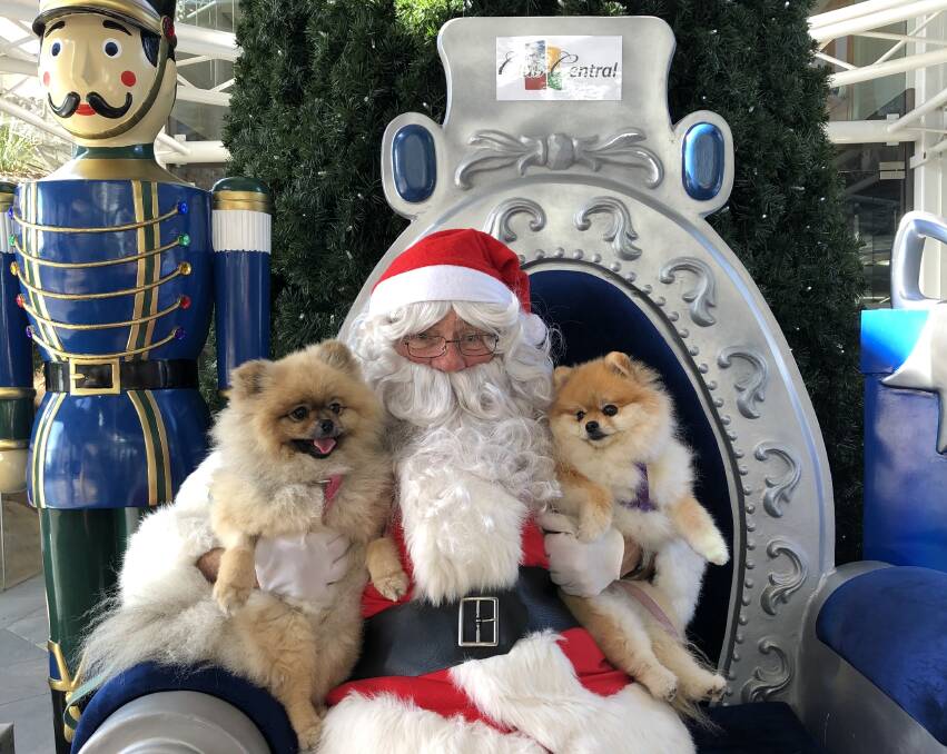 Two very excited Pomeranians, Gidget and Bodhi from Miranda, were among those who lined up. Picture: supplied
