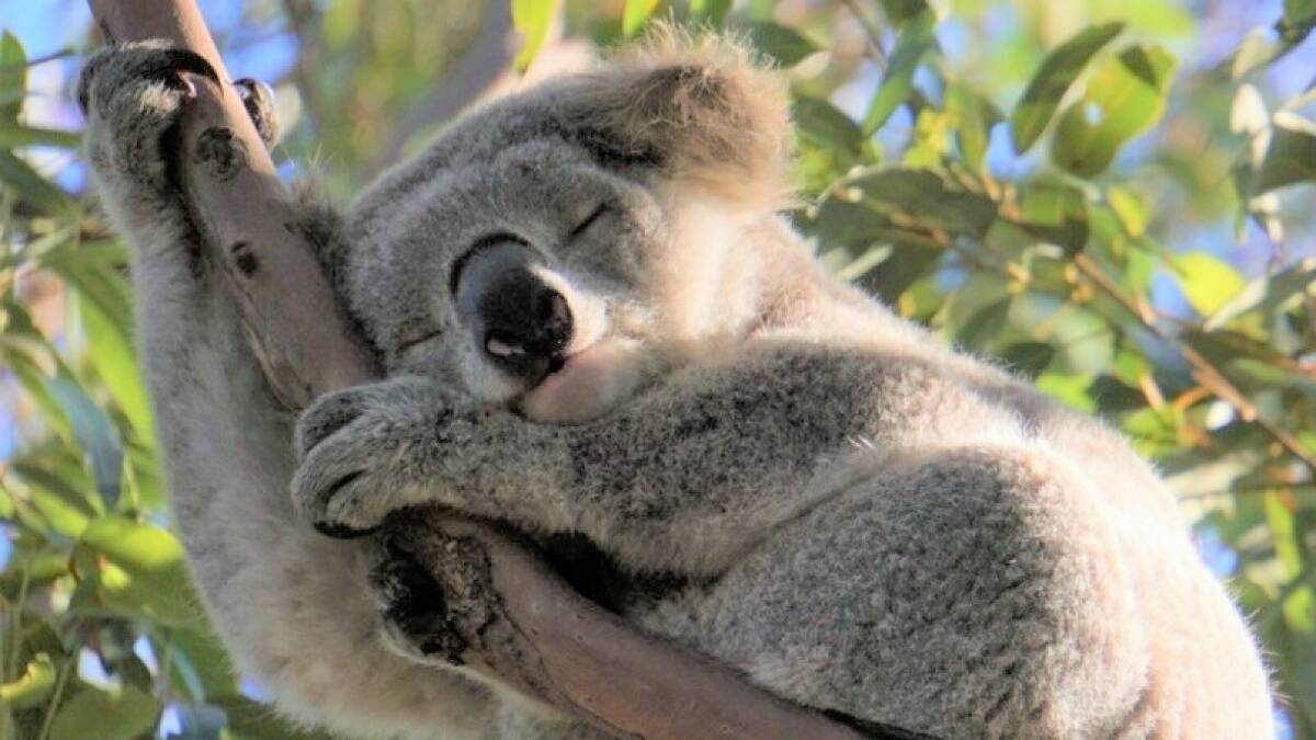A koala photographed in bushland in 2021 on the other side of the road to the site of the proposed subdivision. Picture supplied