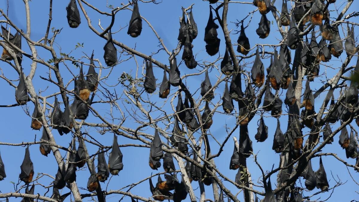 Flying foxes in the Camellia Gardens. Picture: John Veage