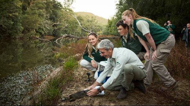 Dr Phoebe Meagher and Cameron Kerr release a platypus in Royal National Park. Picture R Freeman, UNSW 