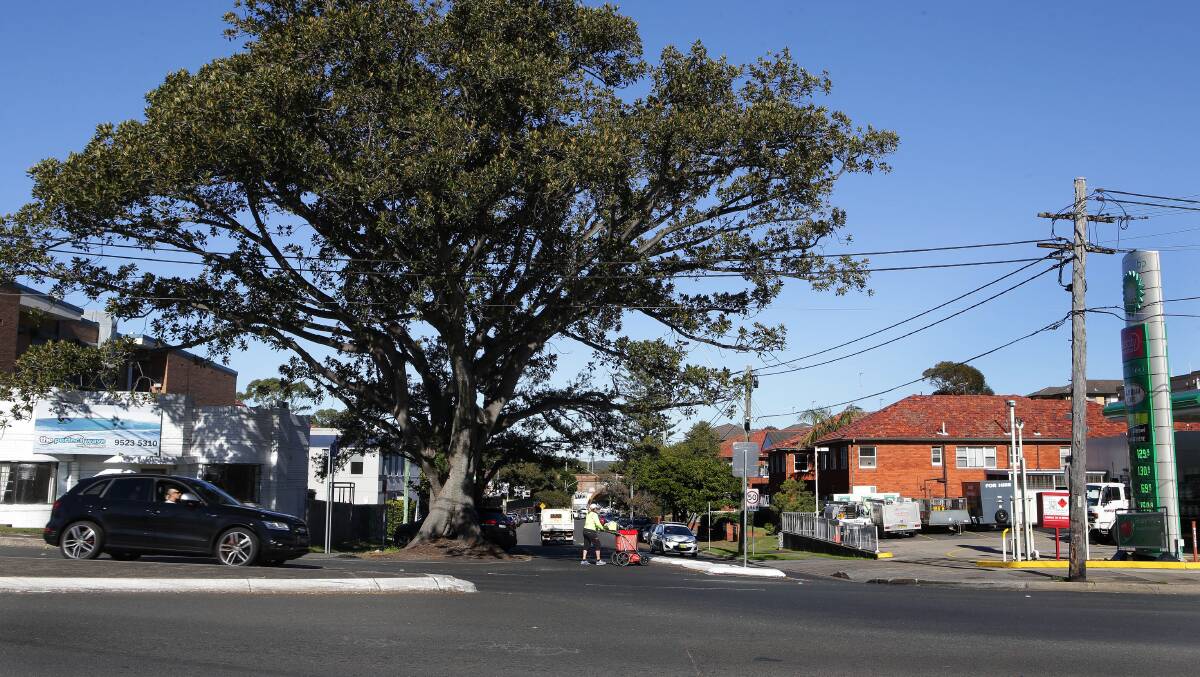 Set to go: The tree in Wilbar Avenue, near the corner of Kingsway, has long been part of Cronulla's streetscape. Picture: John Veage