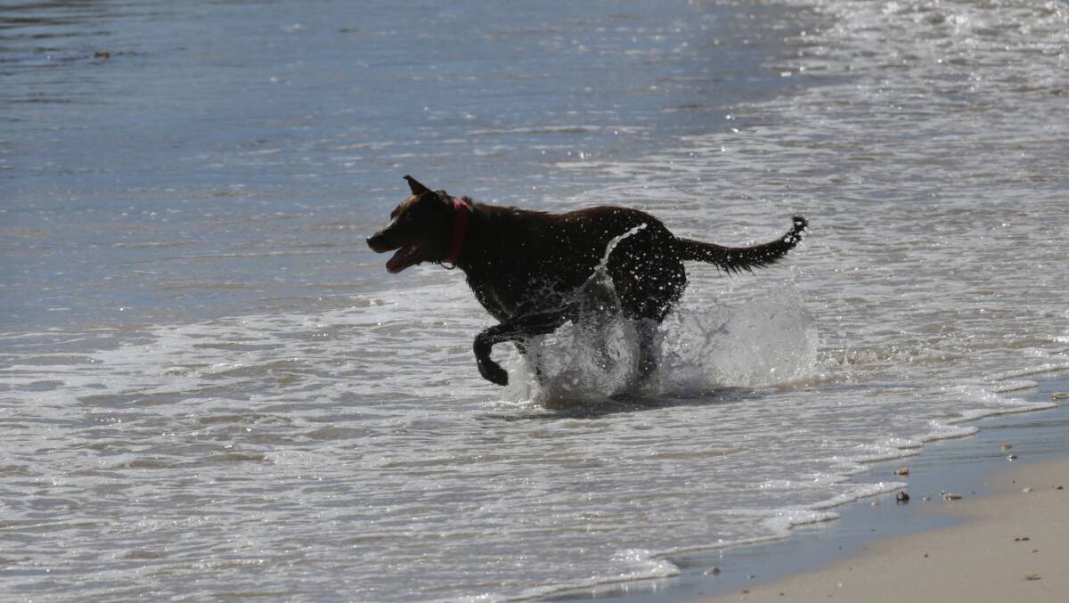 Freedom: Off-leash dog area on Silver Beach, Kurnell. Picture: John Veage