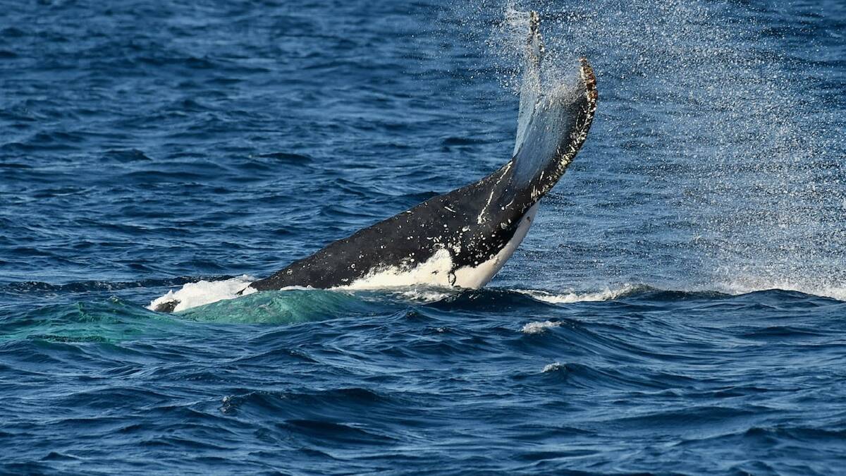A whale puts on show in front of a cruise boat on the weekend. Picture: supplied