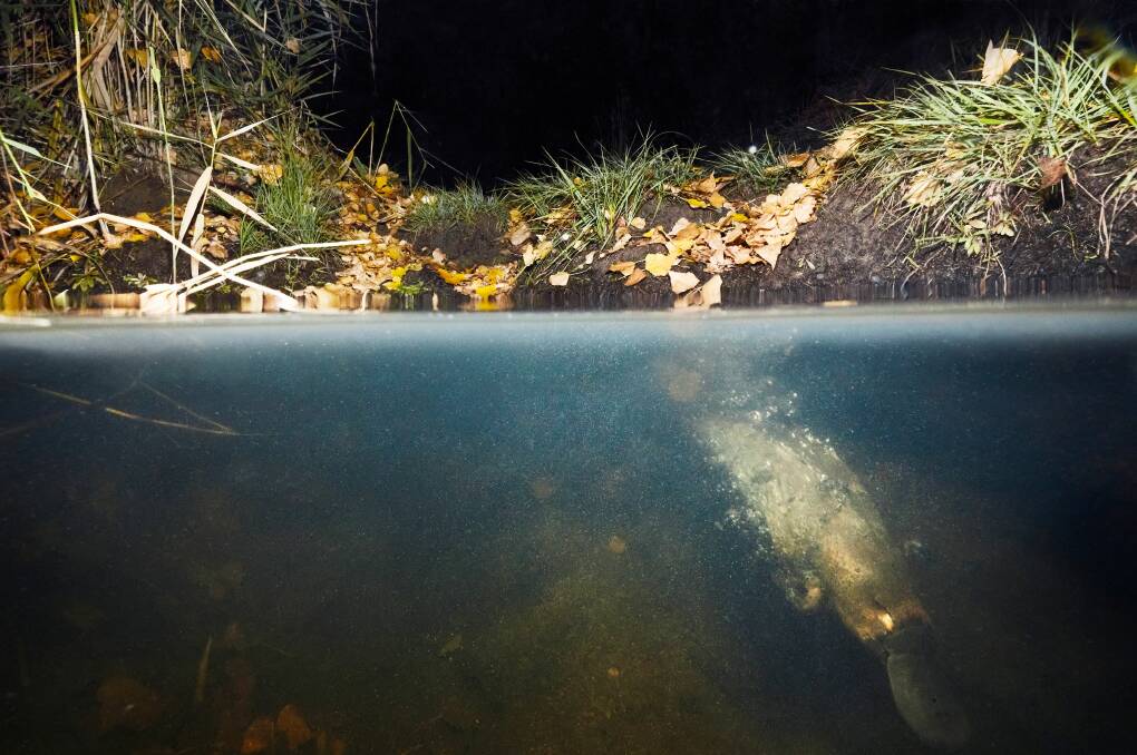 A platypus in Royal National Park waters. Picture R Freeman, UNSW