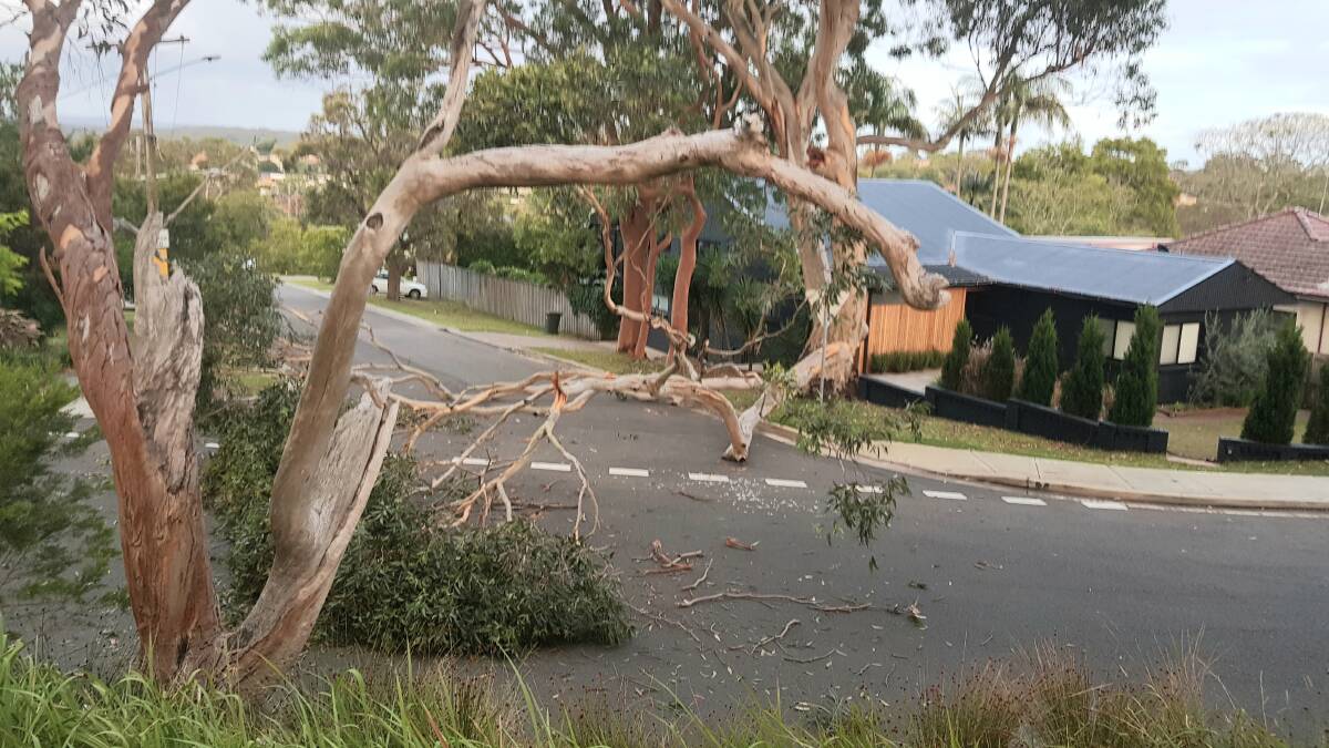 Fallen tree branch at the intersection of Mirral Road and Whites Avenue, Lilli Pilli. Picture supplied