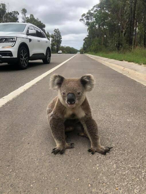 A koala on the side of Heathcote Road on Christmas Day 2020 . Picture: Jesse Campbell