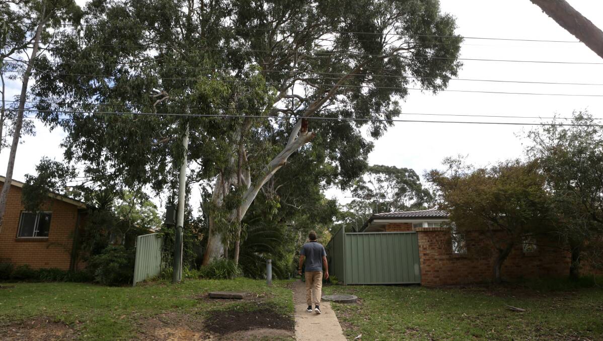 A large branch of a huge gum tree on council land hangs over the courtyard of a Caringbah villa where two young children play. Picture: John Veage 