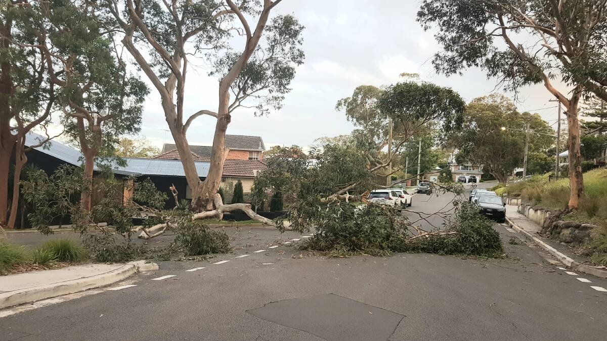 Fallen tree branch at the intersection of Mirral Road and Whites Avenue, Lilli Pilli. Picture supplied