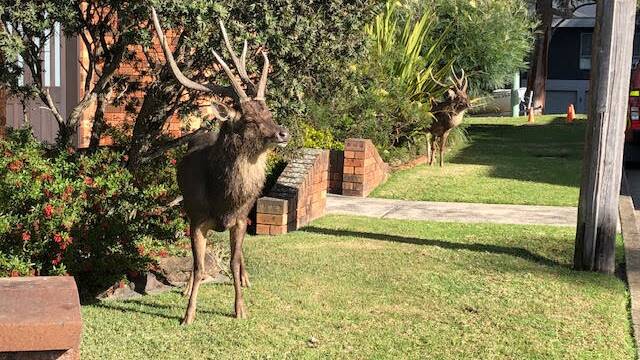 Two deer roaming Marina Crescent at Gymea Bay in broad daylight this week.Picture: supplied