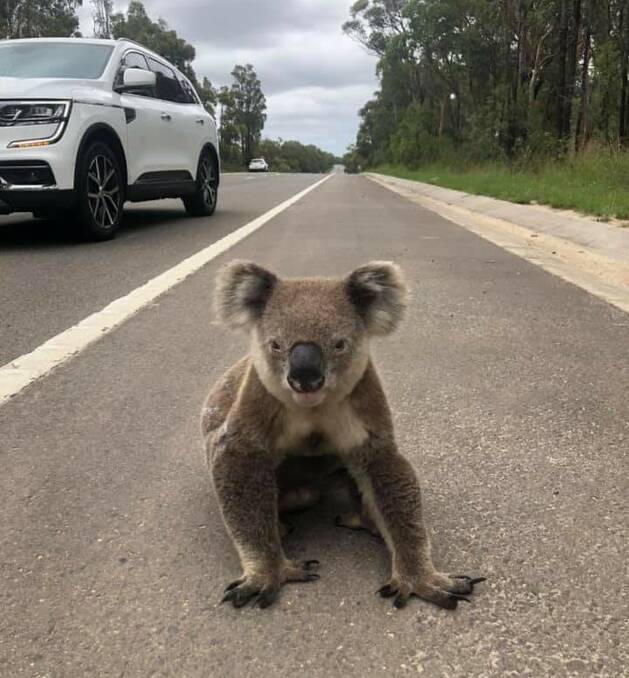 A koala on the side of Heathcote Road on Christmas Day 2020 . Picture: Jesse Campbell 