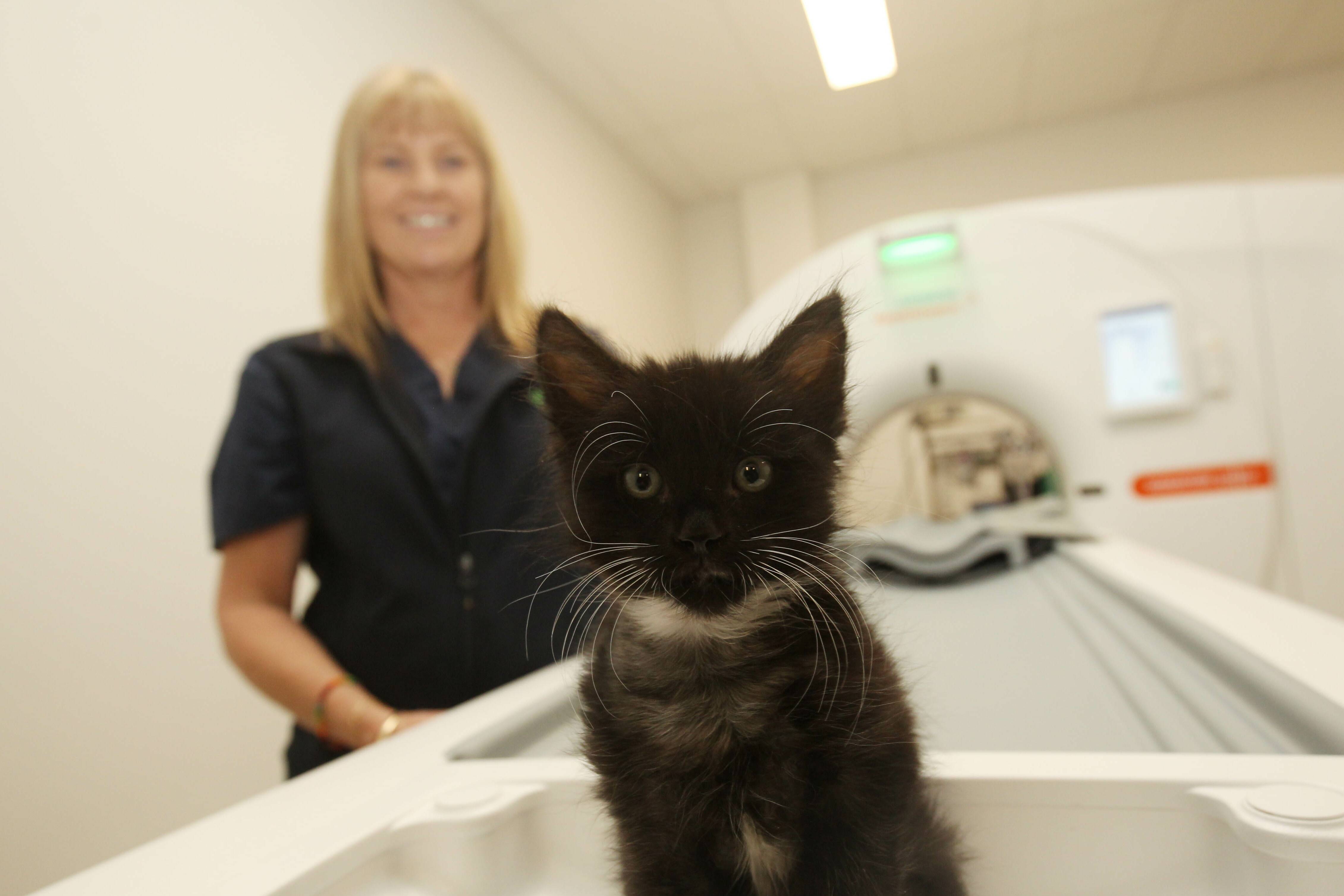 24-hour veterinary clinic and hospital opens at Miranda | St George &  Sutherland Shire Leader | St George, NSW