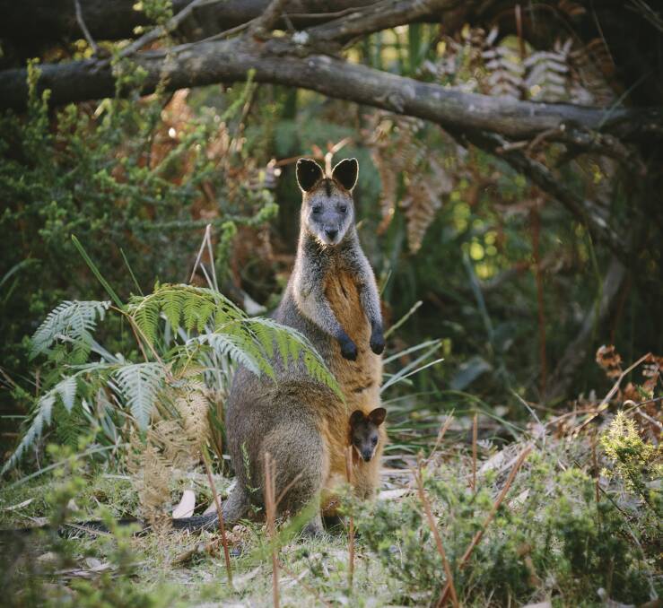 Swamp wallabies in Royal National Park. Picture: D Finnegan, Office of Environment and Heritage