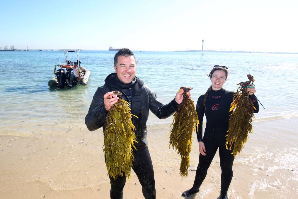 Lure for lobsters: Derrick Cruz and Maddy Langley with crayweed implants at Kurnell. Pictures: Chris Lane