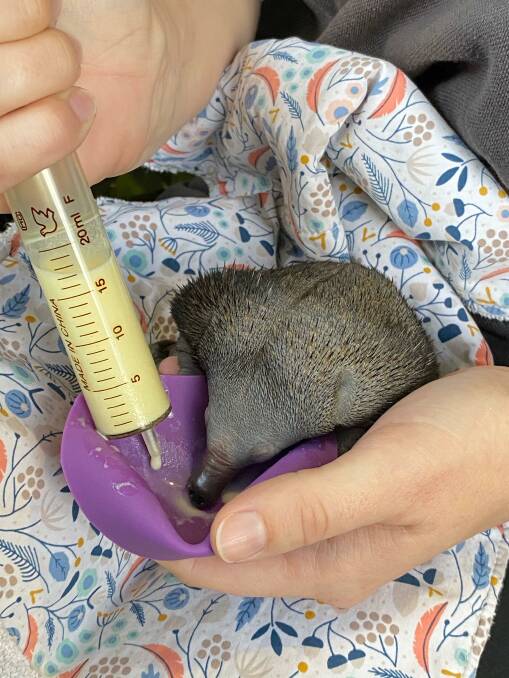 An orphaned puggle in WIRES care lapping up a special milk formula. Picture: supplied