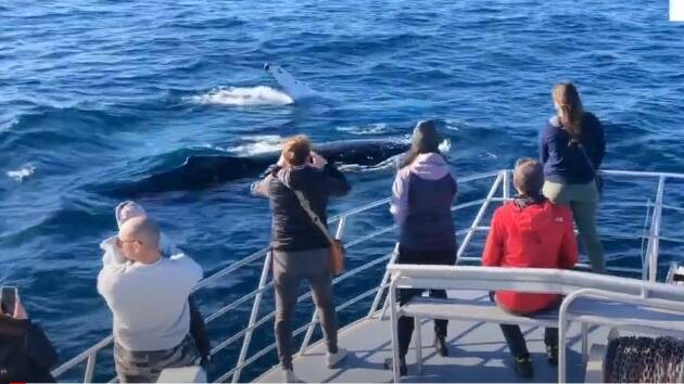 Cronulla Whale Watching cruise on Saturday afternoon during the season opening weekend. Picture: supplied