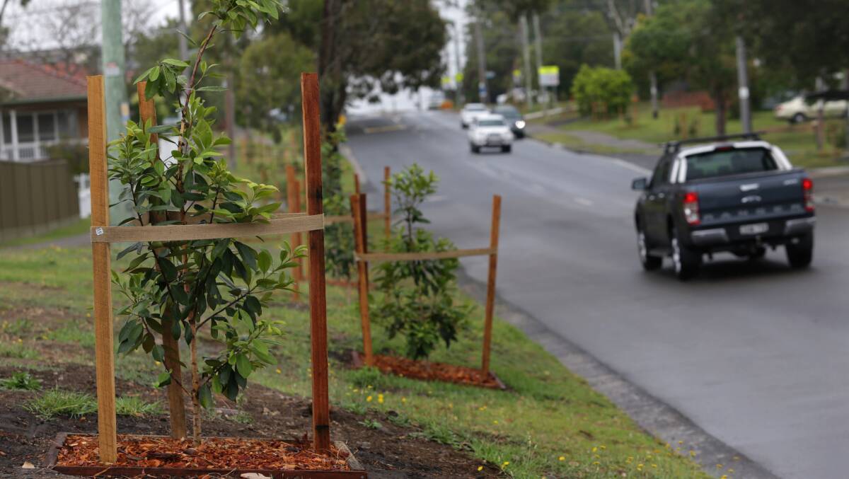 Council tree planting in Waratah Street, Sutherland after existing trees were removed because of interference with power poles. Picture: John Veage