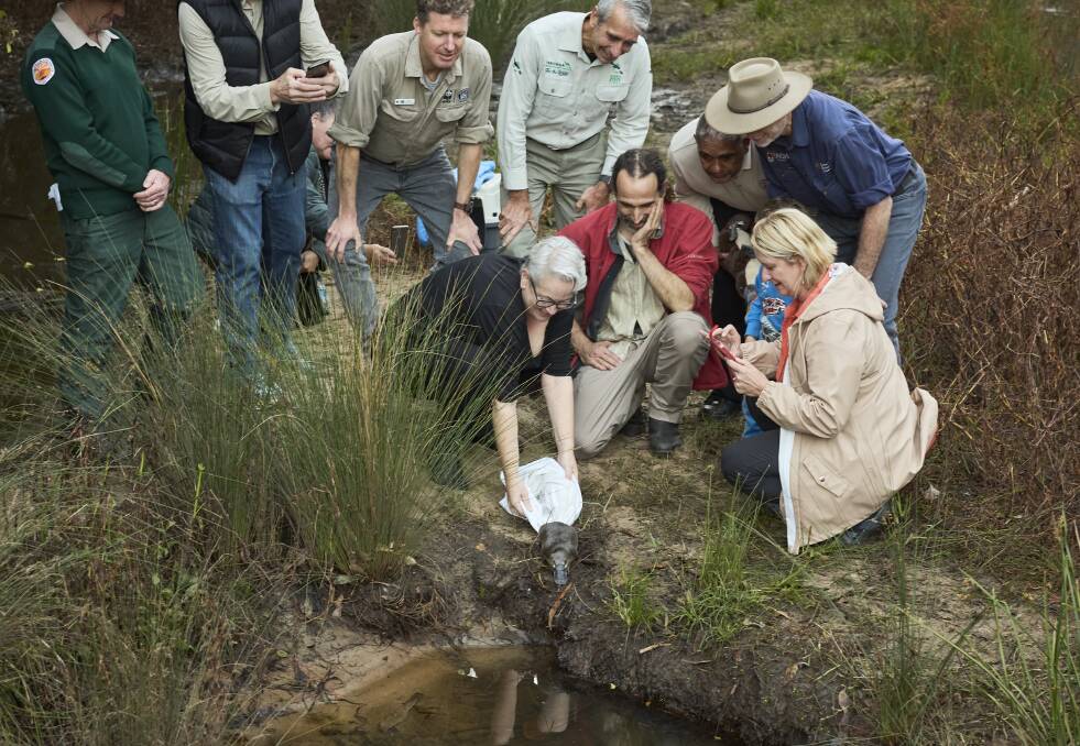 Environment Minister Penny Sharpe releases a platypus in Royal National Park. Picture R Freeman, UNSW