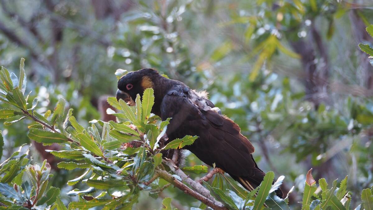 The Yellow-Tailed Black Cockatoo at Alfords Point. Picture: Greg Tannos